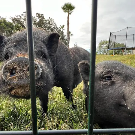 Ws Family * Almádena